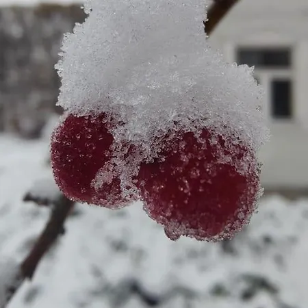 Traditional Santa's Cosy