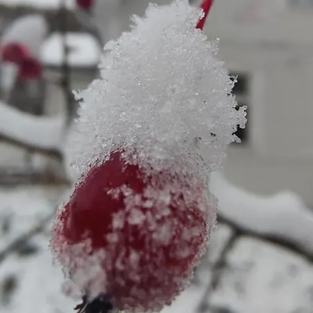 Traditional Santa's Cosy *